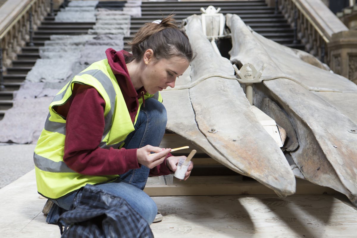 Blue whale at heart of Natural History Museum redesign