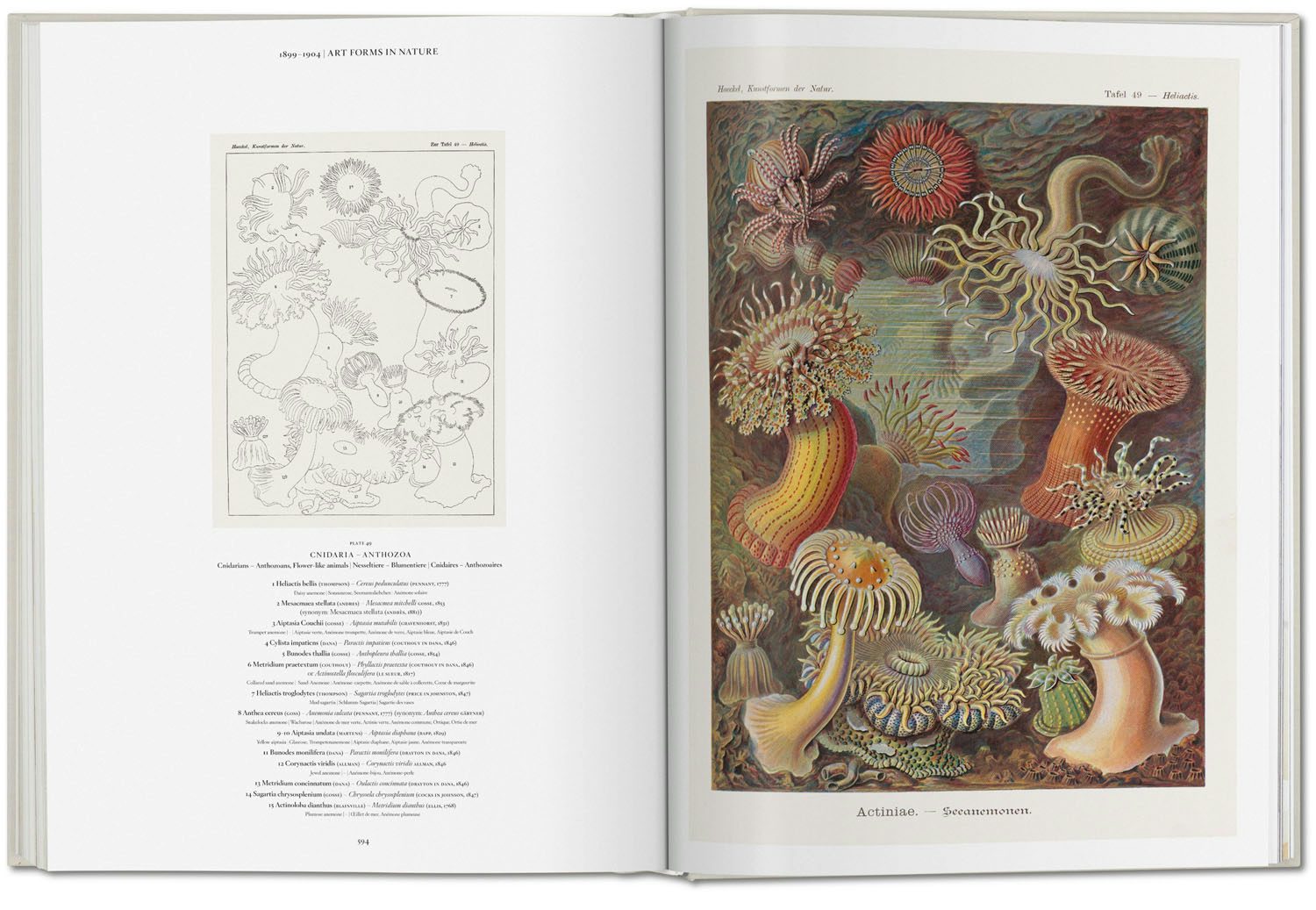 Feast Your Eyes On The Art Of Ernst Haeckel Feast Your Eyes On The Art Of Ernst Haeckel