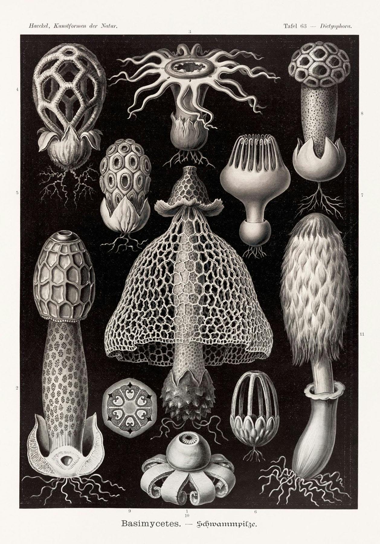 ernst haeckel artist research page