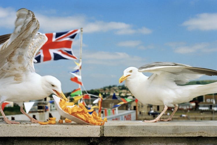 Martin Parr