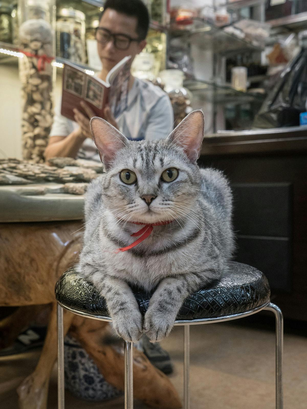The shop cats of China get a starring role in new book