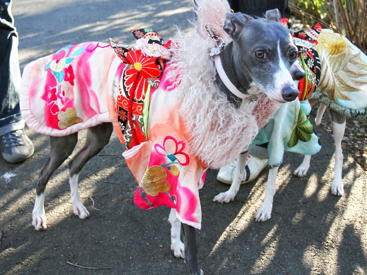Dog in a kimono. © Manami Okazaki.