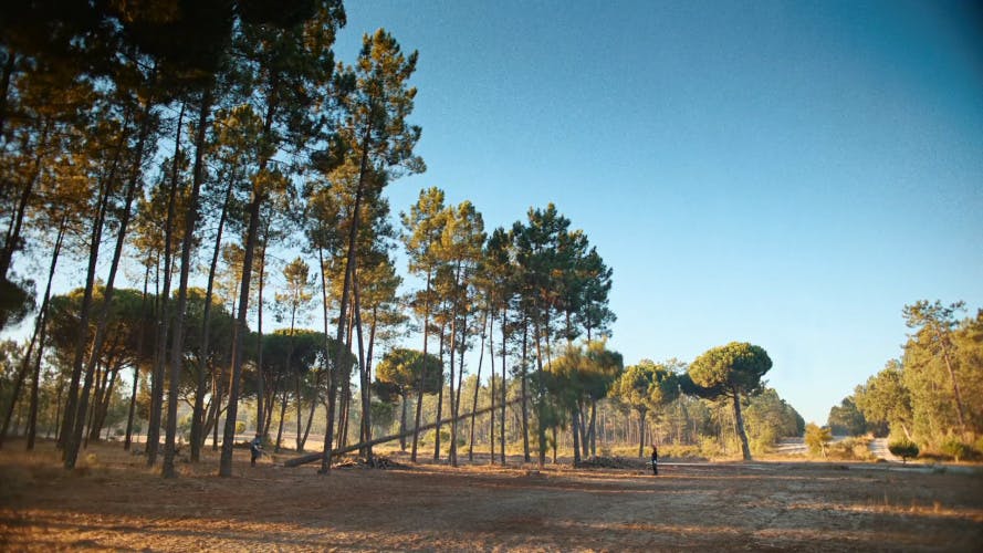 Image of a tall tree being felled from To Work For workwear campaign