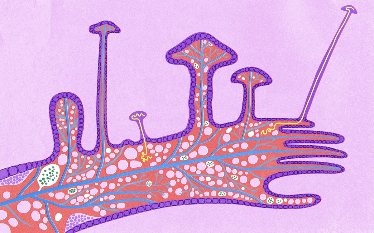 Jam Dong illustration