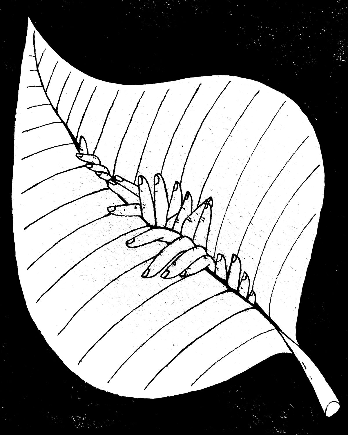 Joni Majer illustration of fingers poking out of a leaf