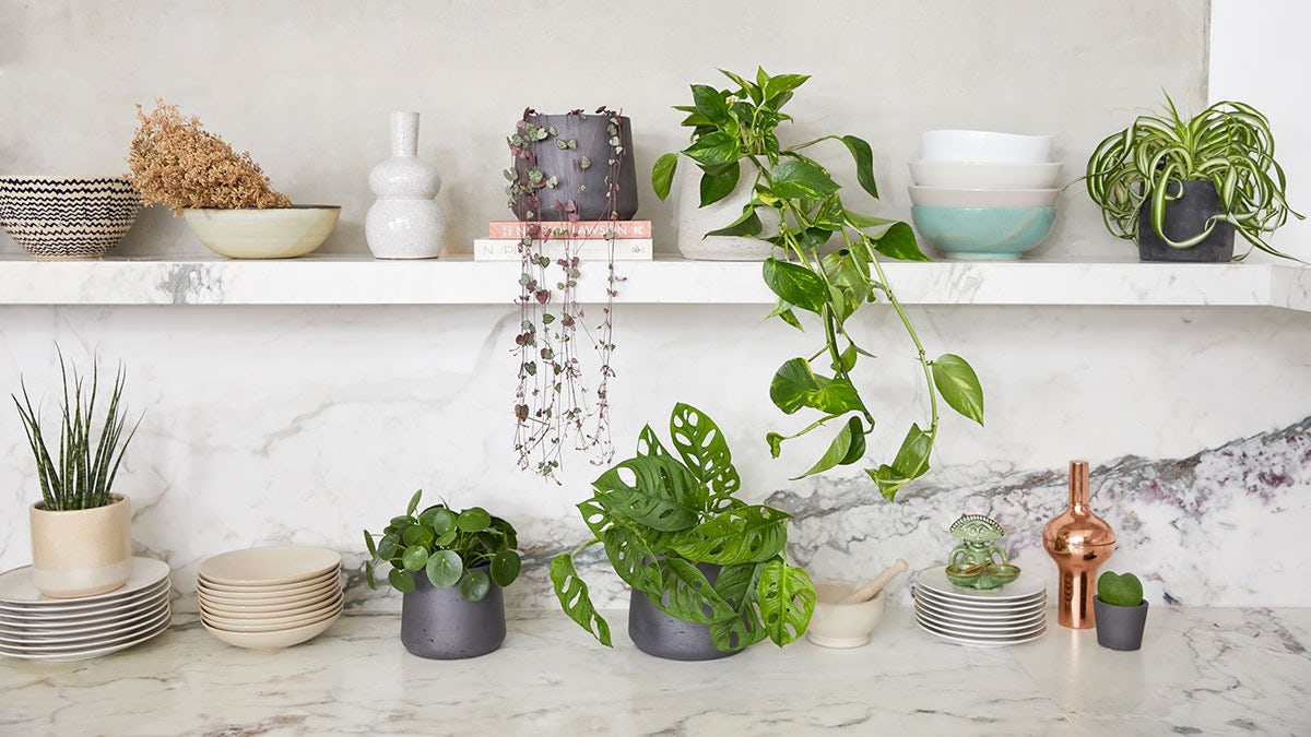 Patch Plants photography