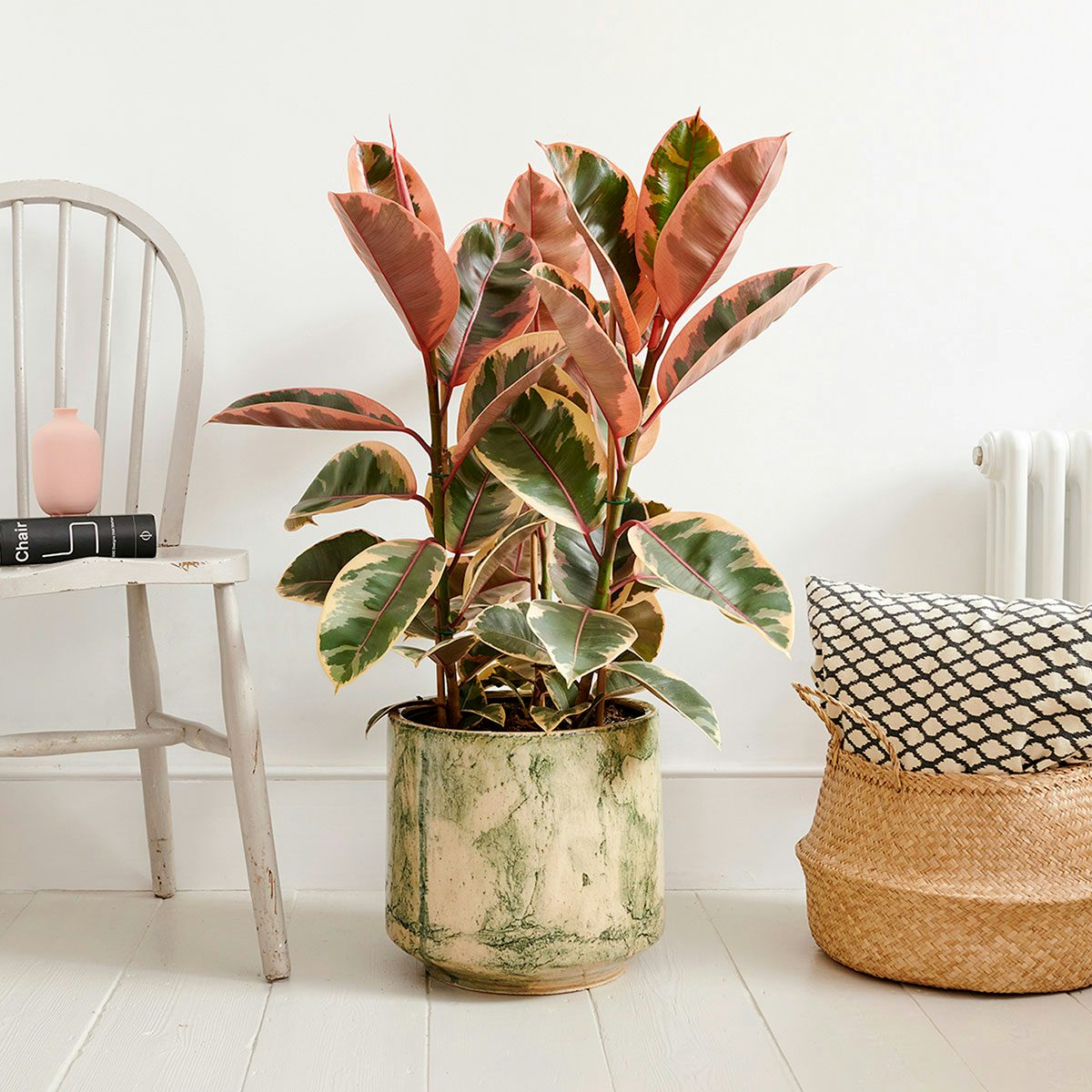 Patch Plants photography
