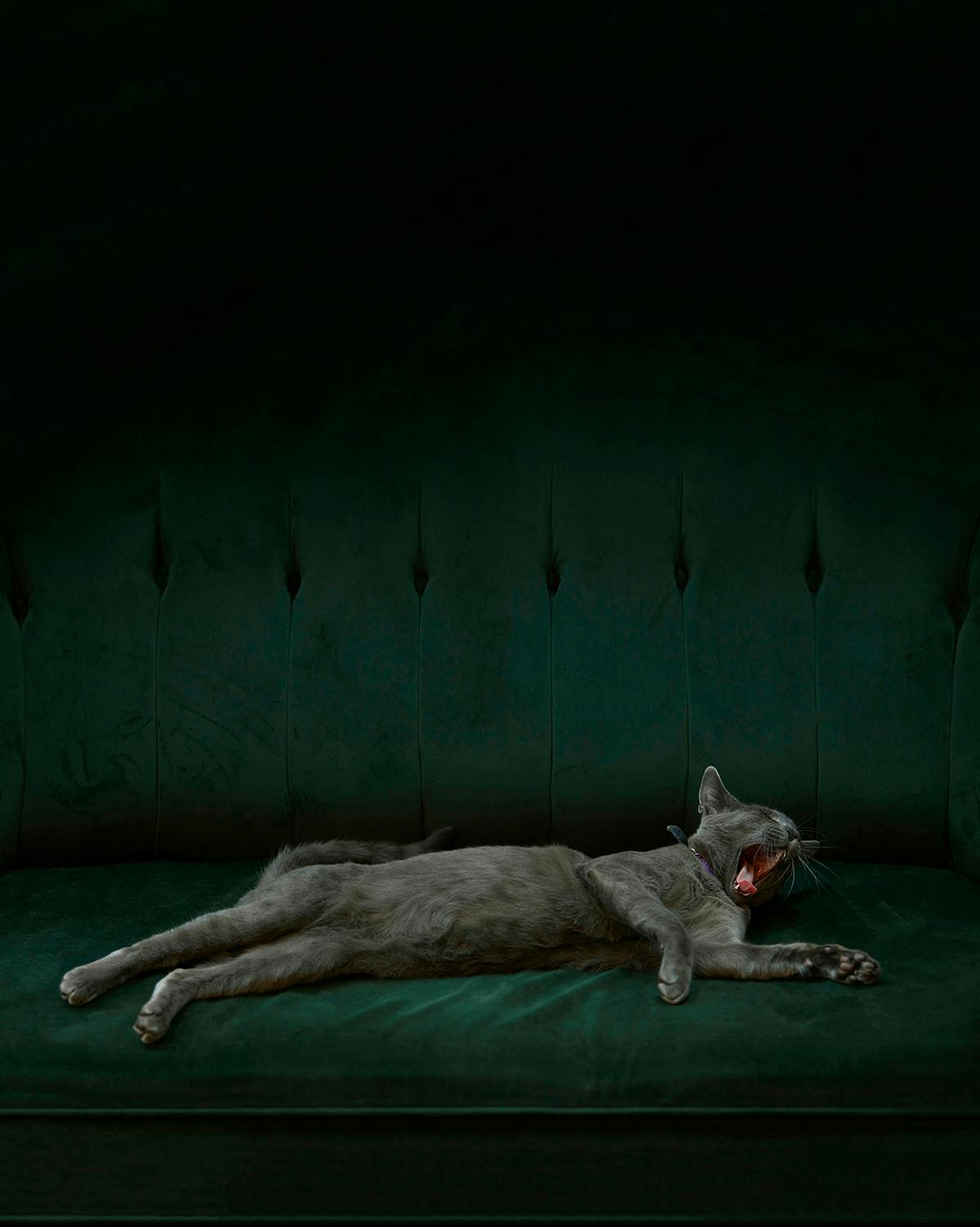 Photographie d'un chat gris bâillant sur un siège vert par Hugh Fox