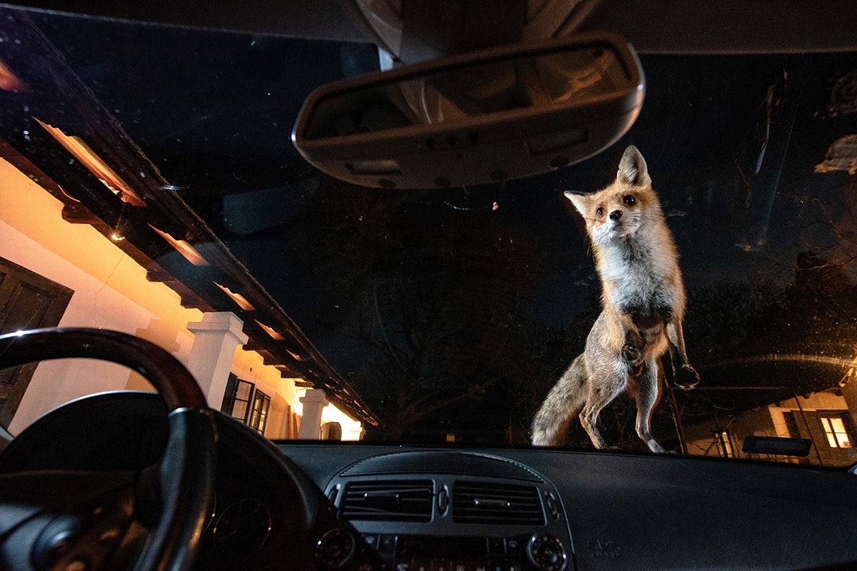Photographie de Milan Radisics d'un jeune renard debout sur le pare-brise d'une voiture la nuit