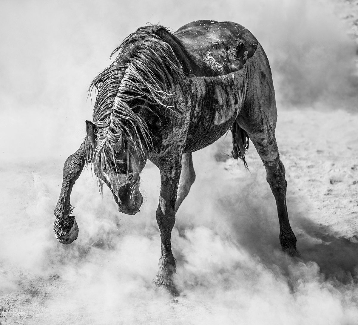 Black and white photograph of a mustang stallion kicking up dust by Scott Wilson