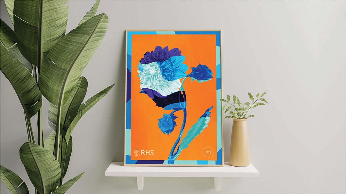 Photograph of RHS decorative poster of an illustrated flower, featuring the new visual identity by Design Bridge