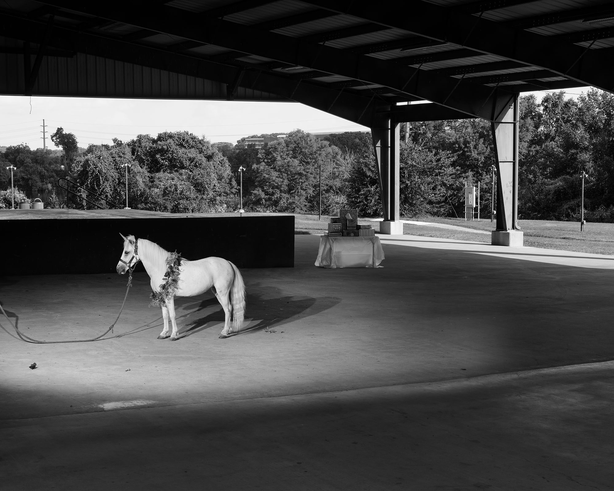 Black and white photograph of a lone horse, in the Four Pillars book by Eli Durst