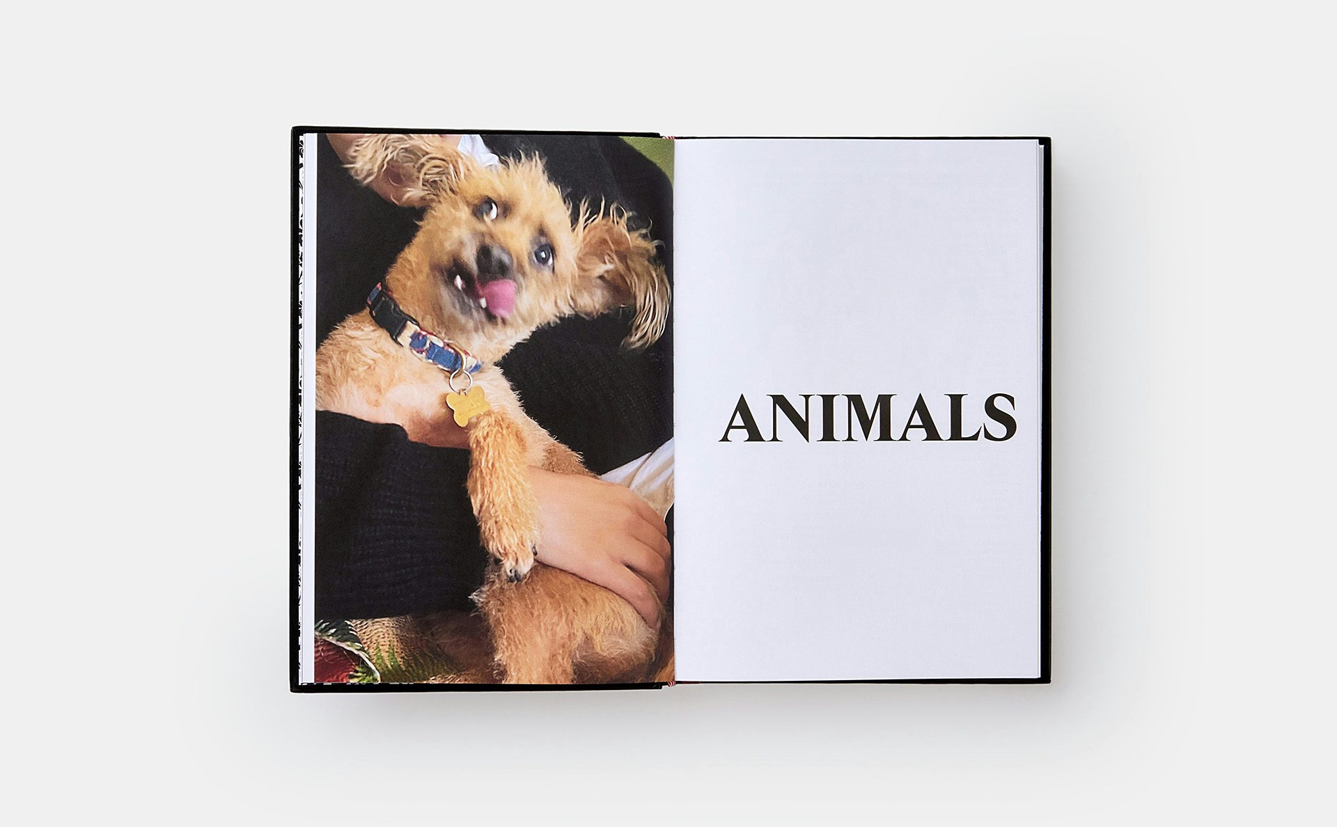 Image shows a spread from Palace Product Descriptions by Lev Tanju, featuring a picture of a dog on the left page and the chapter title 'Animals' on the right page