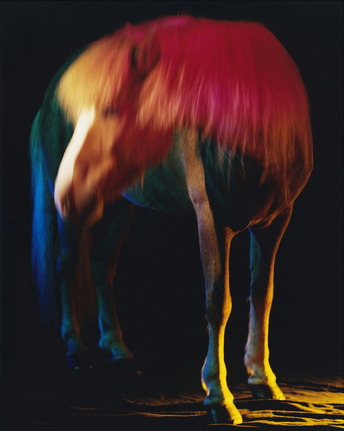 Image by Gareth McConnell from his project The Horses, which shows a horse illuminated with red, yellow and blue lighting against a dark backdrop