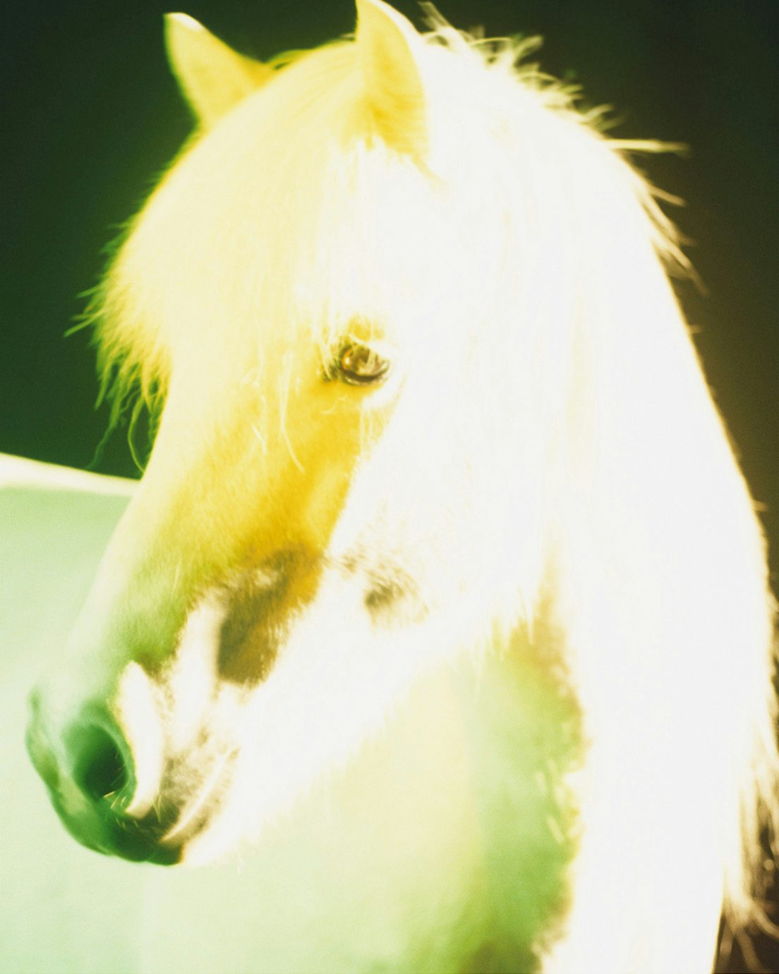 Image by Gareth McConnell from his project The Horses, which shows a close-up shot of a horse illuminated with bright lighting