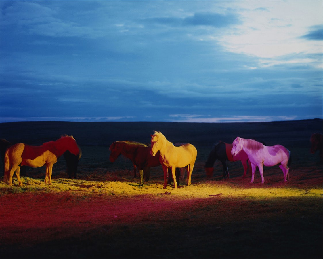 Image by Gareth McConnell from his project The Horses, which shows four horses stood in a field illuminated with yellow and purple lighting