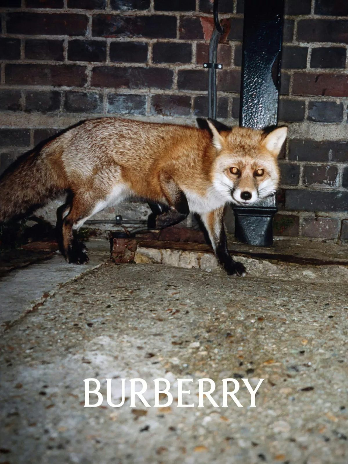 Image by Tyrone Lebon of a fox in the street looking at the camera, alongside the new Burberry branding