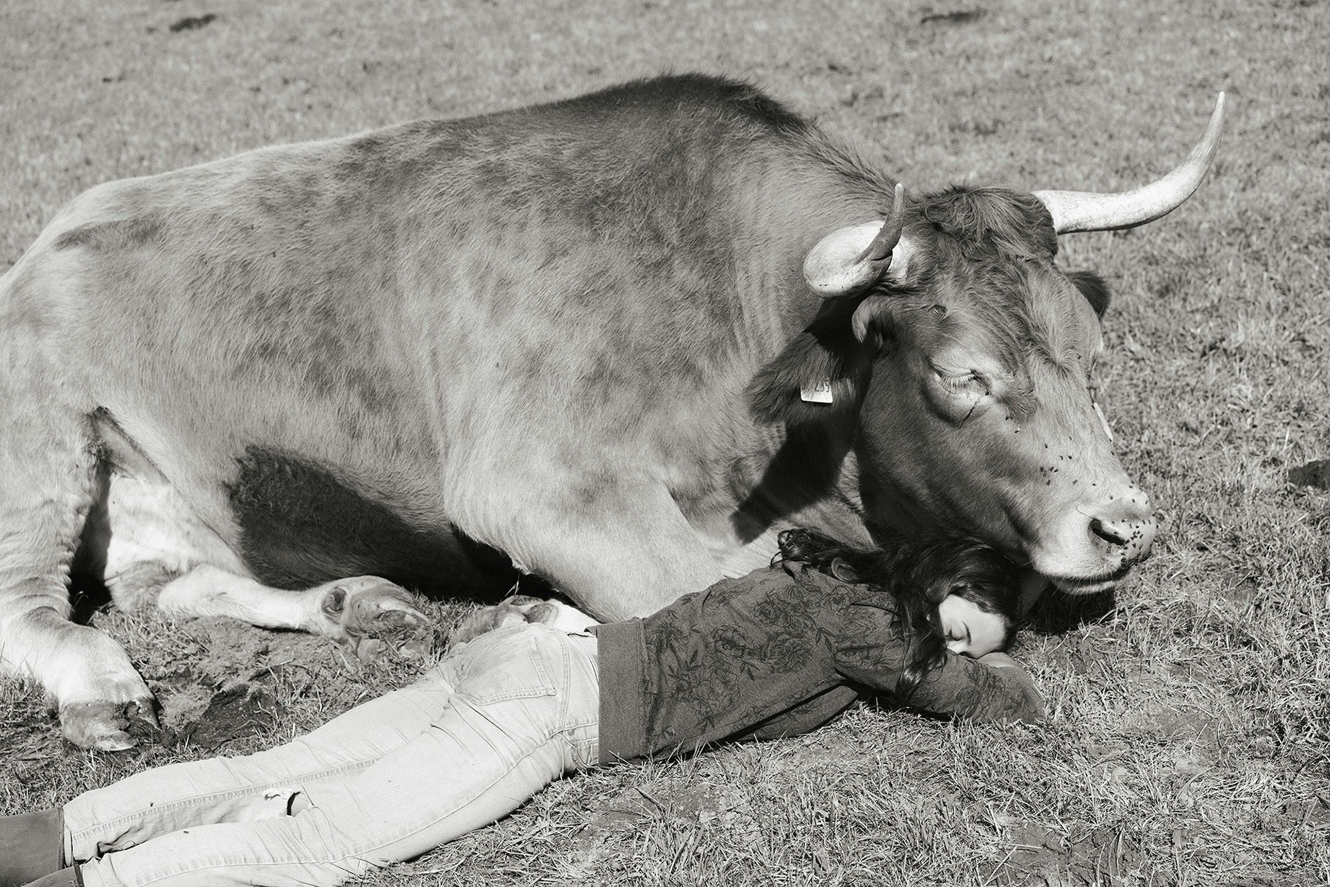 Black and white photograph shows a young person nestled under the chin of a cow lying on the grass, taken from Yana Wernicke's book Companions