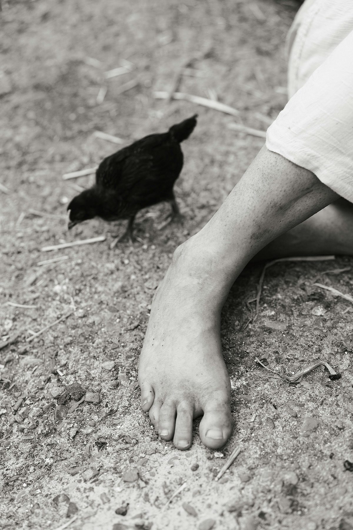 Black and white photograph shows a chick stood next to a person's foot, taken from Yana Wernicke's book Companions
