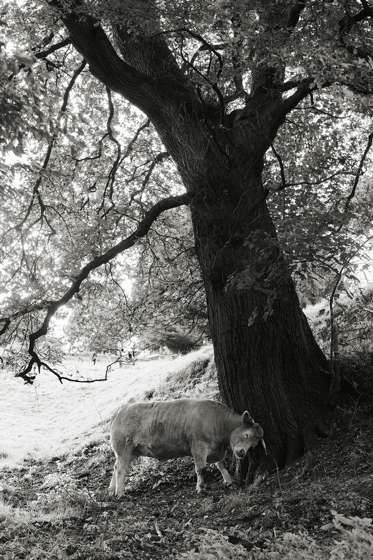 Black and white photograph shows a cow scratching its head on a tree, taken from Yana Wernicke's book Companions