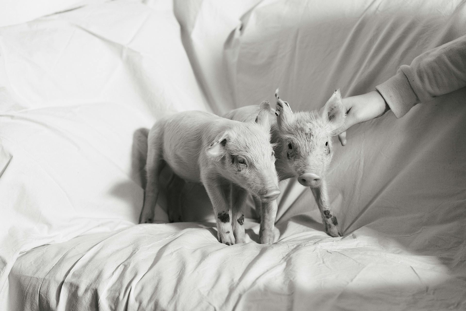 Black and white photograph of two piglets stood on pale material, taken from Yana Wernicke's book Companions