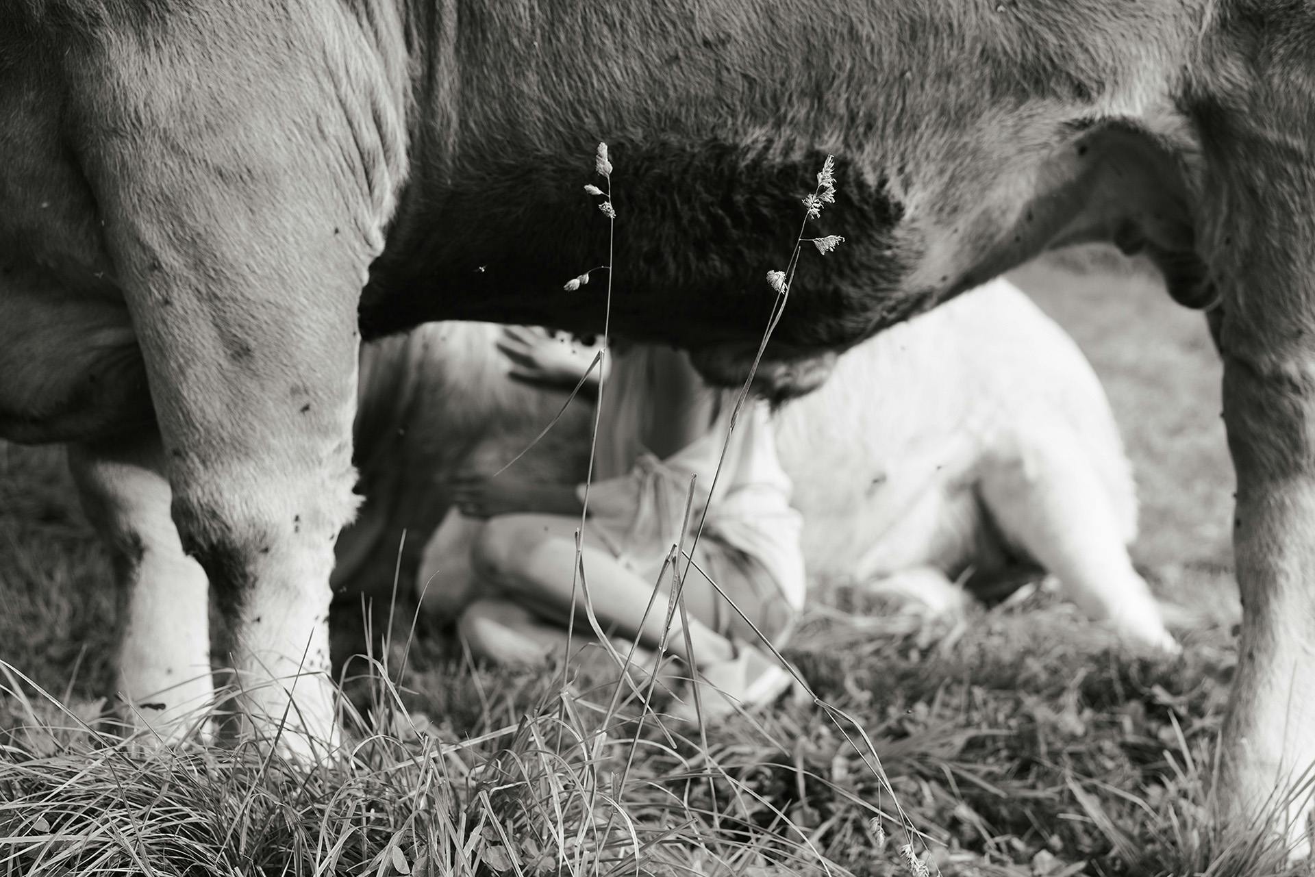 Black and white image of a young person stroking an animal, as seen through the underside of an animal