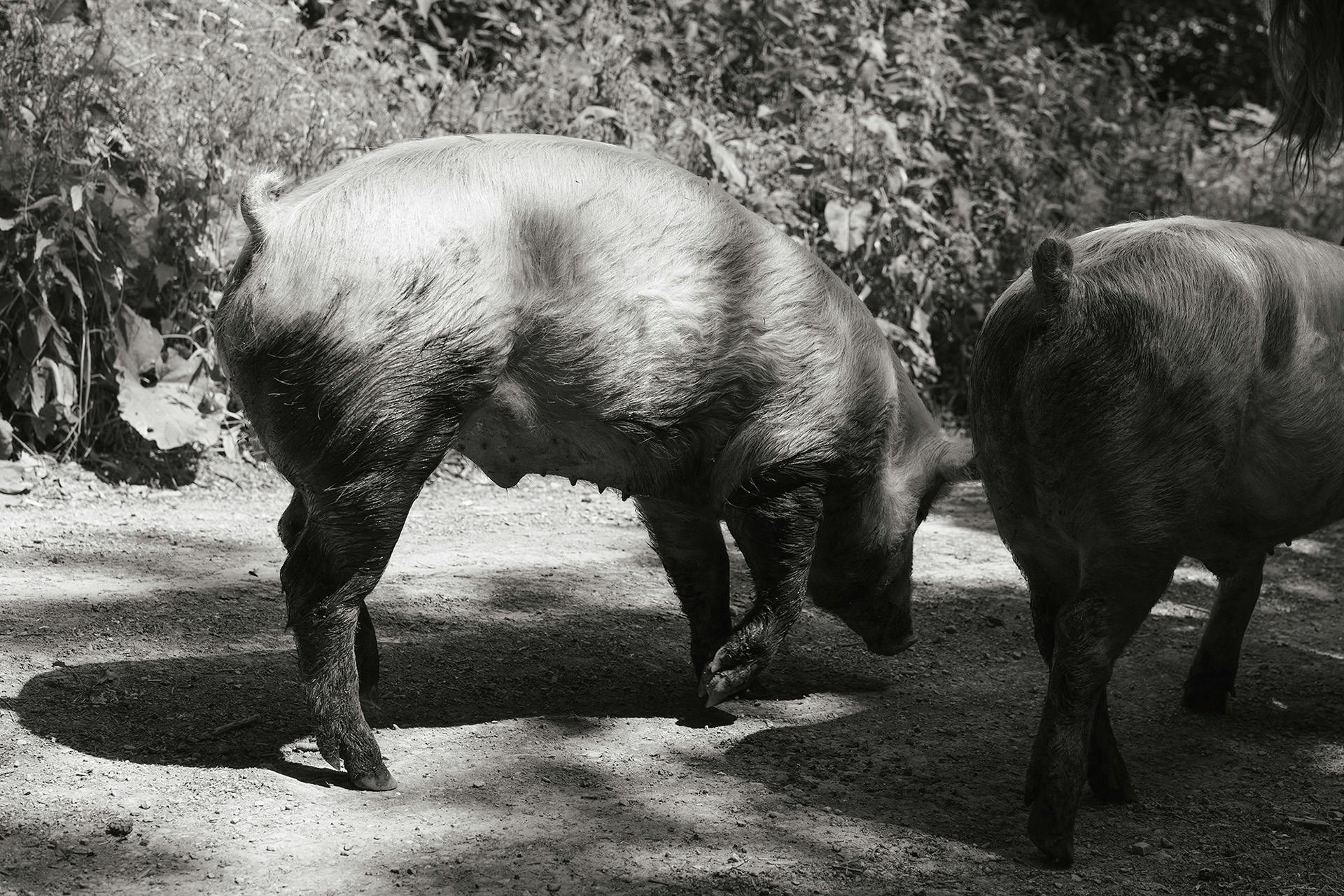 Black and white image of two pigs photographed from behind in Yana Wernicke's book Companions