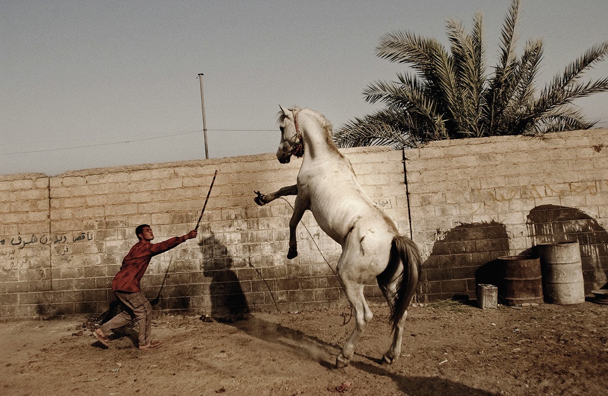 Photograph of a person waving a stick at a white horse on its hind legs, taken from Glad Tidings of Benevolence by Moises Saman