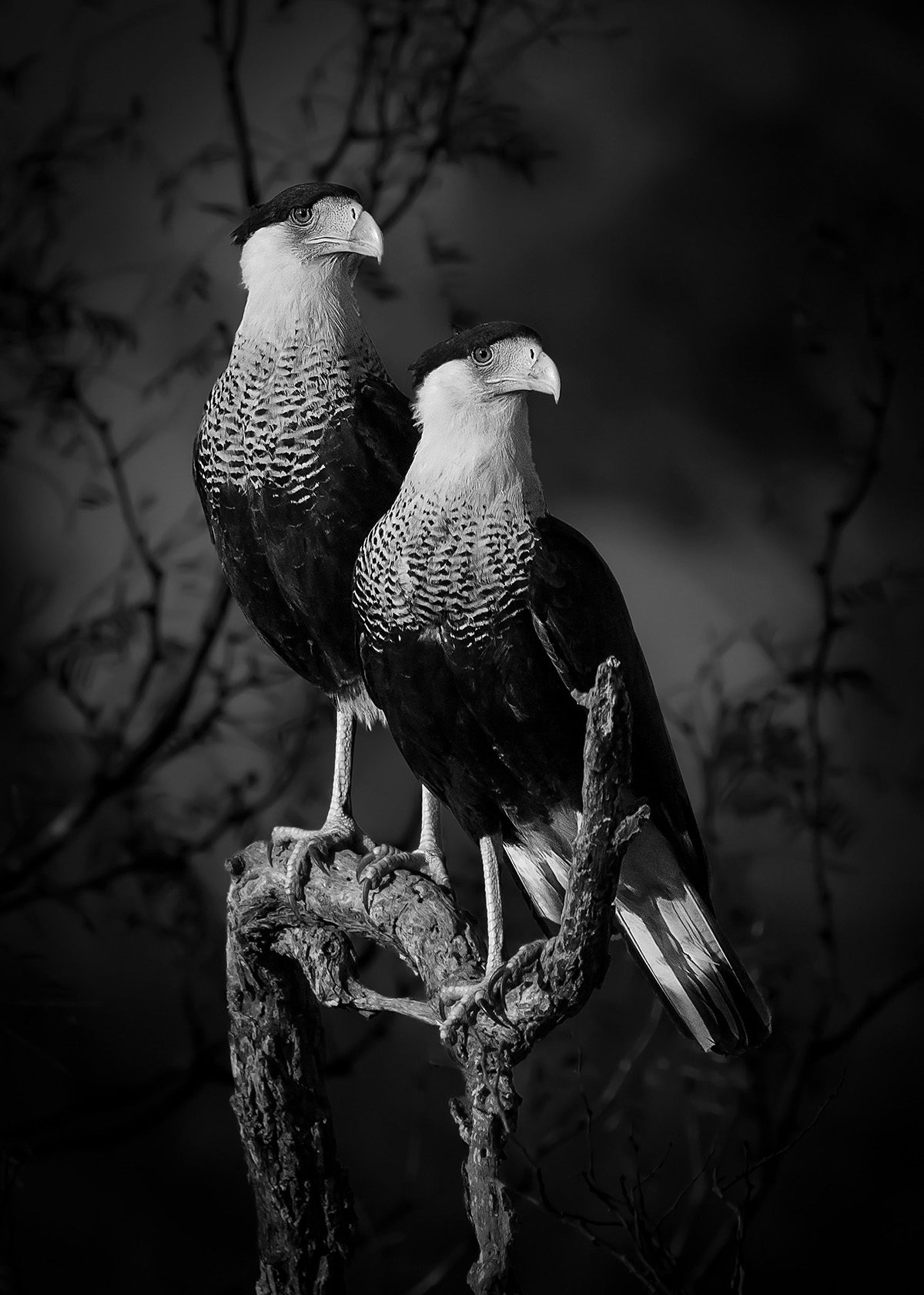 Black and white photograph of two birds perched on a branch facing off camera to the right, as part of the Sony World Photo Awards 2023