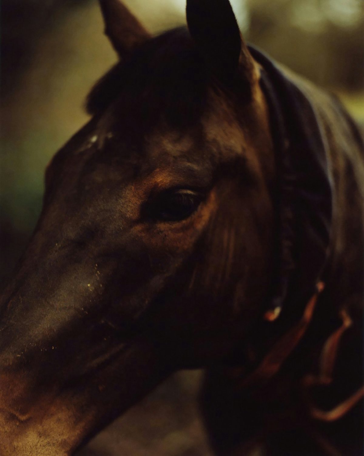 Close-up photograph of a horse's face with dark brown fur, as part of Folly by Jamie Murray