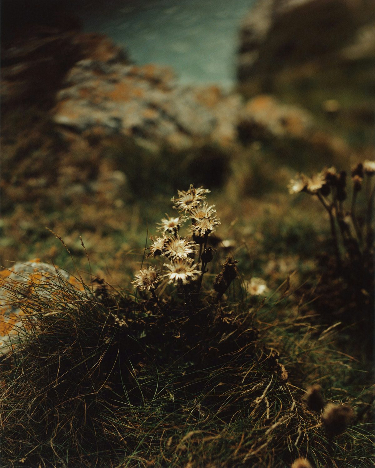 Photograph from Folly by Jamie Murray showing grassy earth and plantlife with white petal-like tops