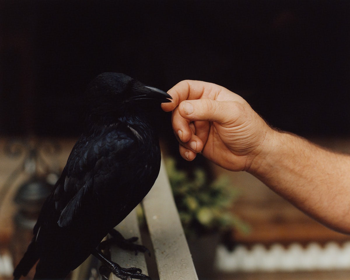 Photograph from Folly by Jamie Murray showing a person's hand touching the beak of a large black bird