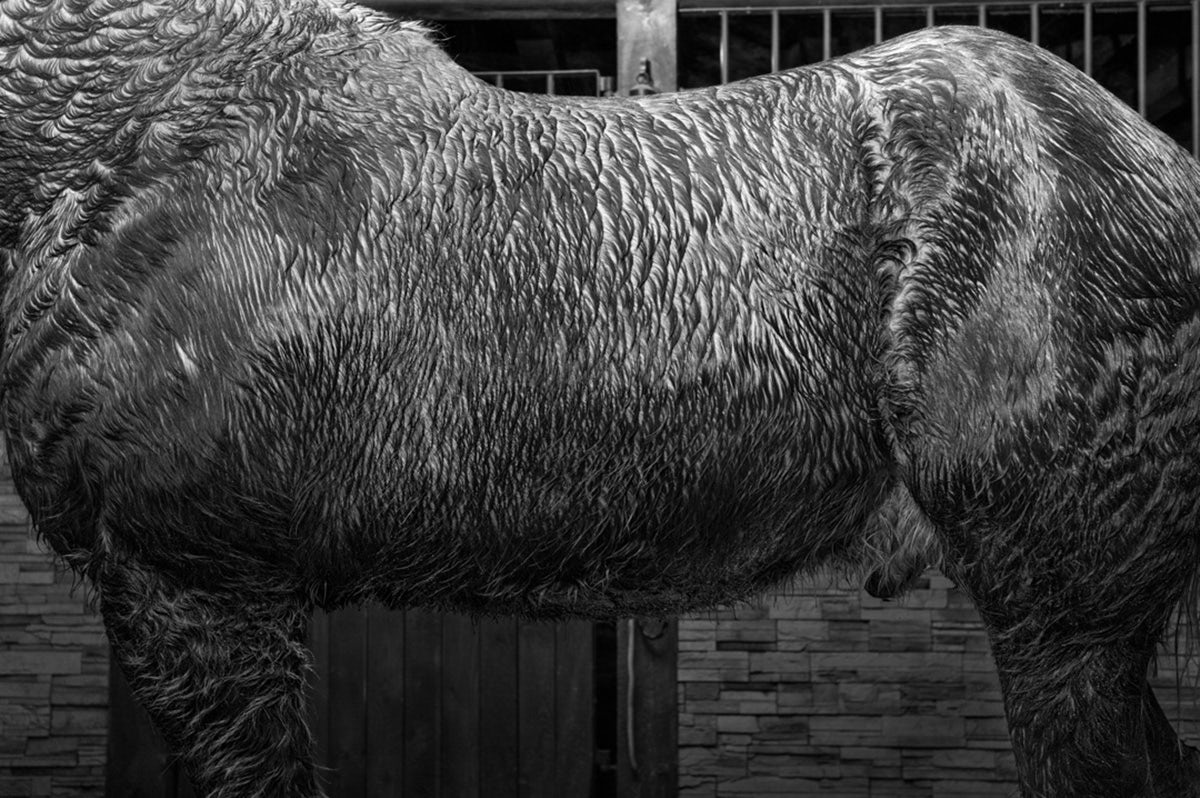 Black and white photograph by Alessandra Sanguinetti of a crop of a horse's belly and legs with muddy fur