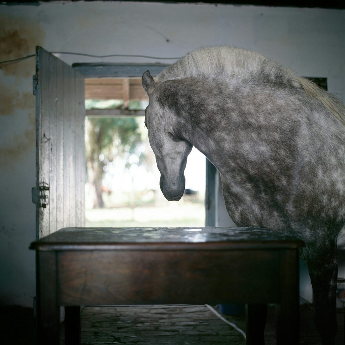 Photograph by Alessandra Sanguinetti of a grey spotted horse looking through a barn door stood next to a table