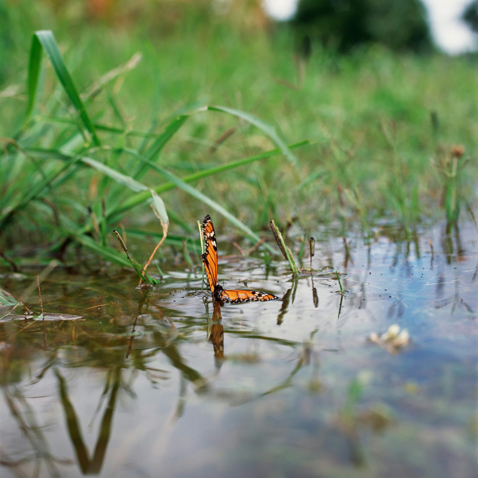 Photograph by Alessandra Sanguinetti of a red and black butterfly on top of a grass-lined puddle, forming a right-angle with its wings