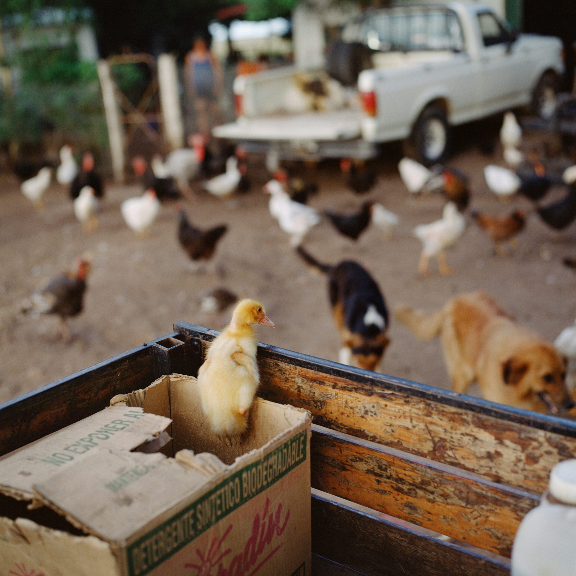 Photograph by Alessandra Sanguinetti showing a yellow duckling in a cardboard box looking out over farm dogs and chickens in a yard