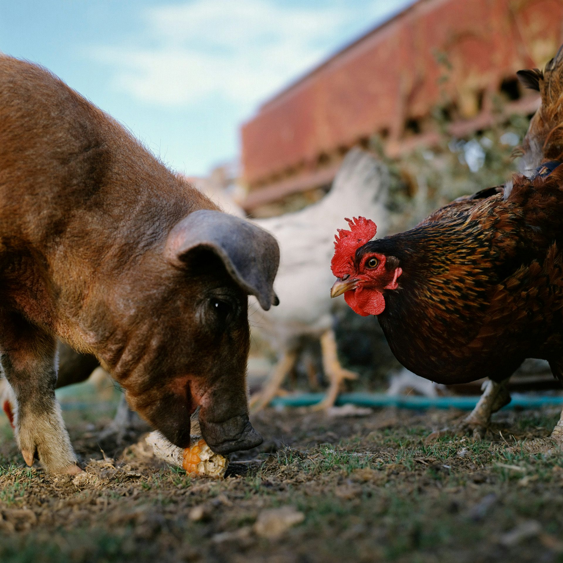 Photograph by Alessandra Sanguinetti showing a pig eating corn off the ground with a chicken facing it