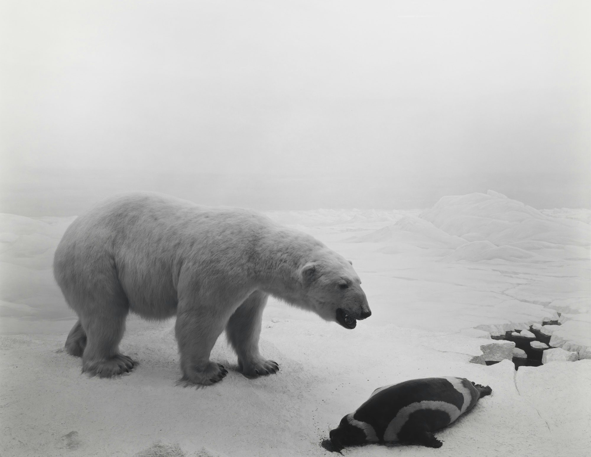 Hiroshi Sugimoto, Polar Bear, 1976