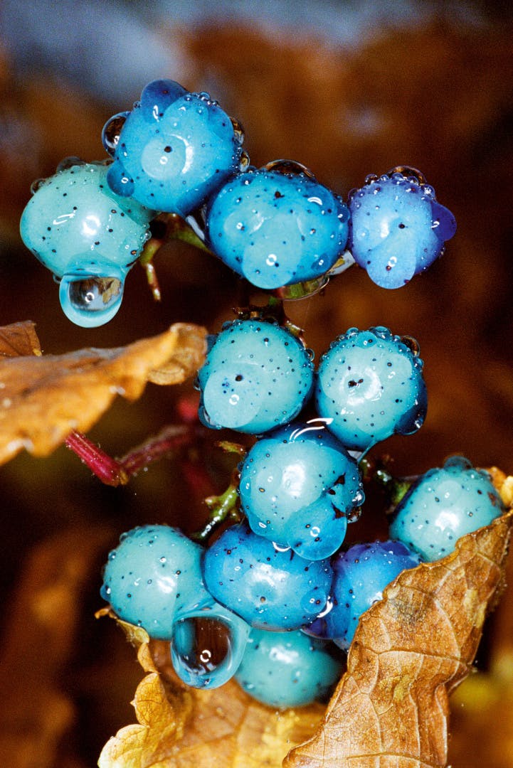 Image from Dream About Nothing by Bobby Doherty showing bright blue fruits with moisture droplets dripping off them