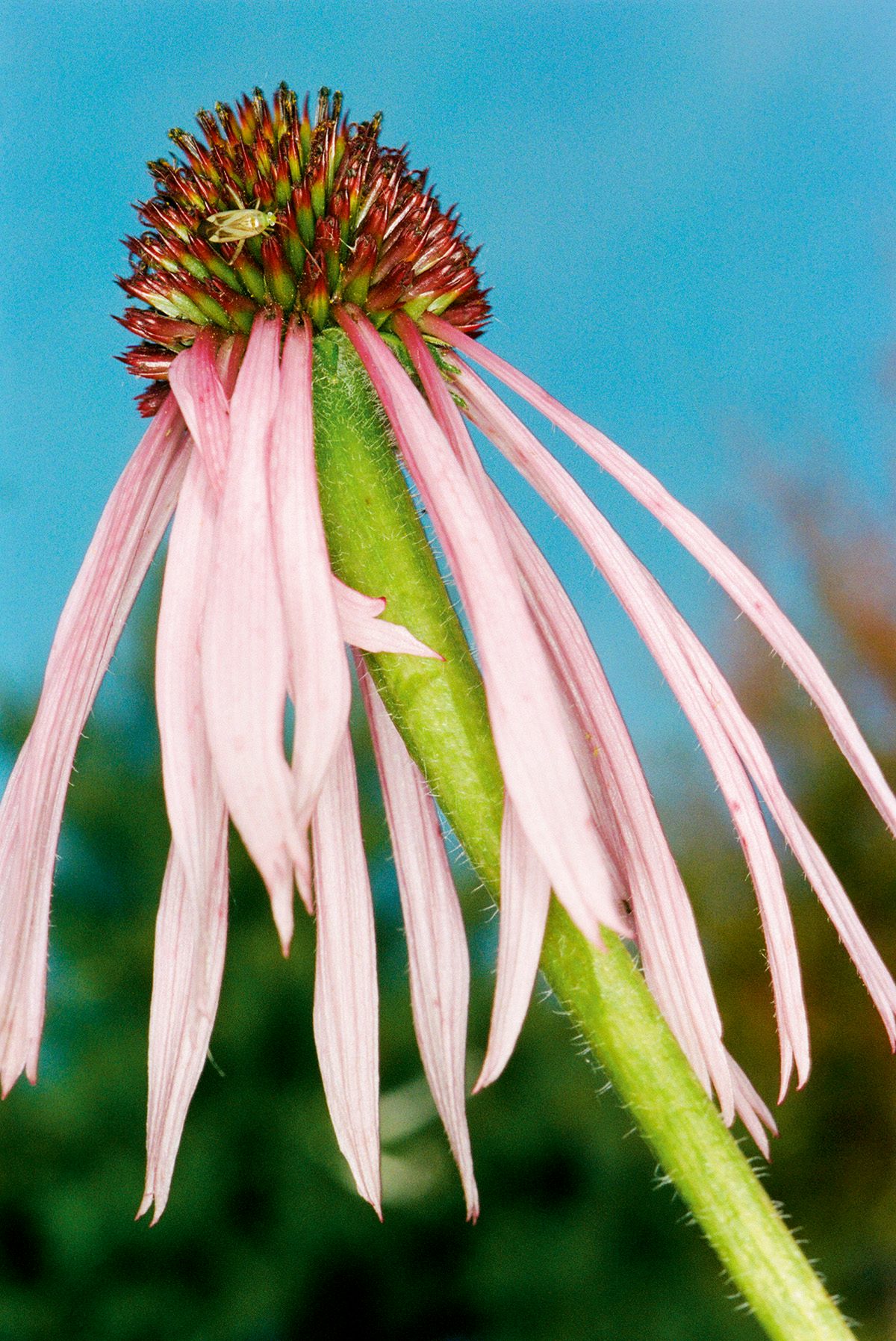 Image from Dream About Nothing by Bobby Doherty showing a flower with a bright green stem and pink petals splaying downwards
