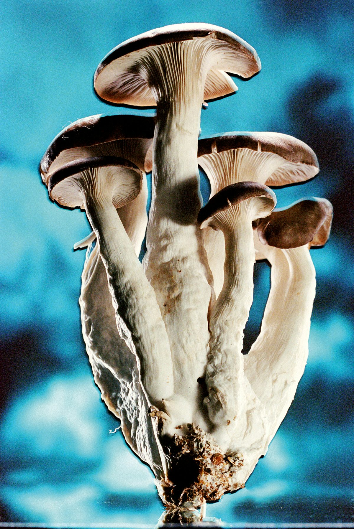 Image from Dream About Nothing by Bobby Doherty showing mushrooms against a blue abstract background