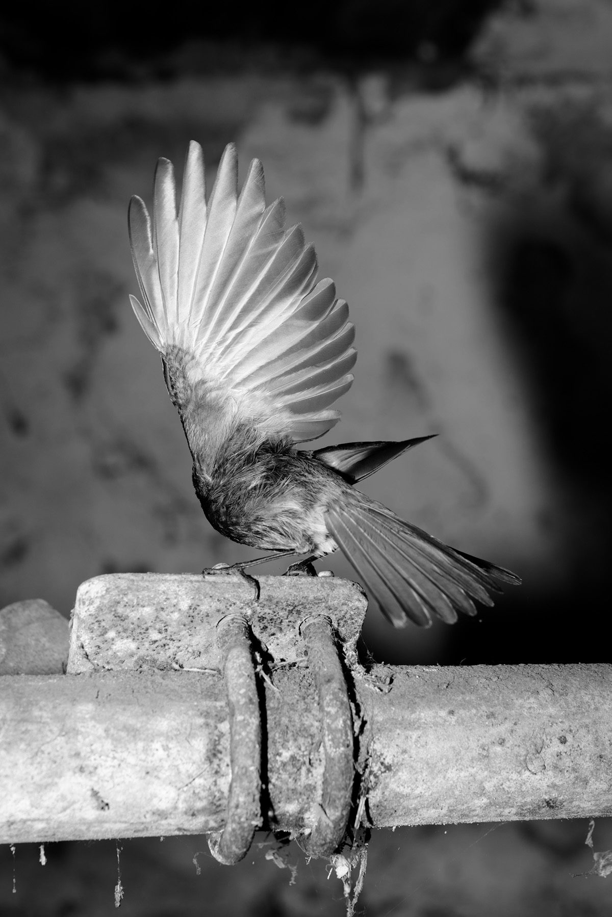 Black and white photograph from Plexus by Elena Helfrecht showing a bird standing on a pipe with its wing fanned out