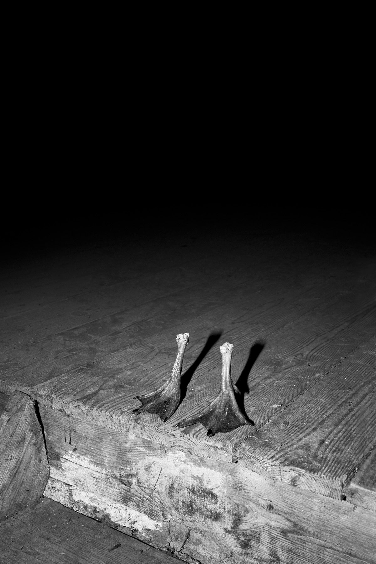 Black and white photograph from Plexus by Elena Helfrecht showing two dismembered goose feet positioned upright on a wooden floor
