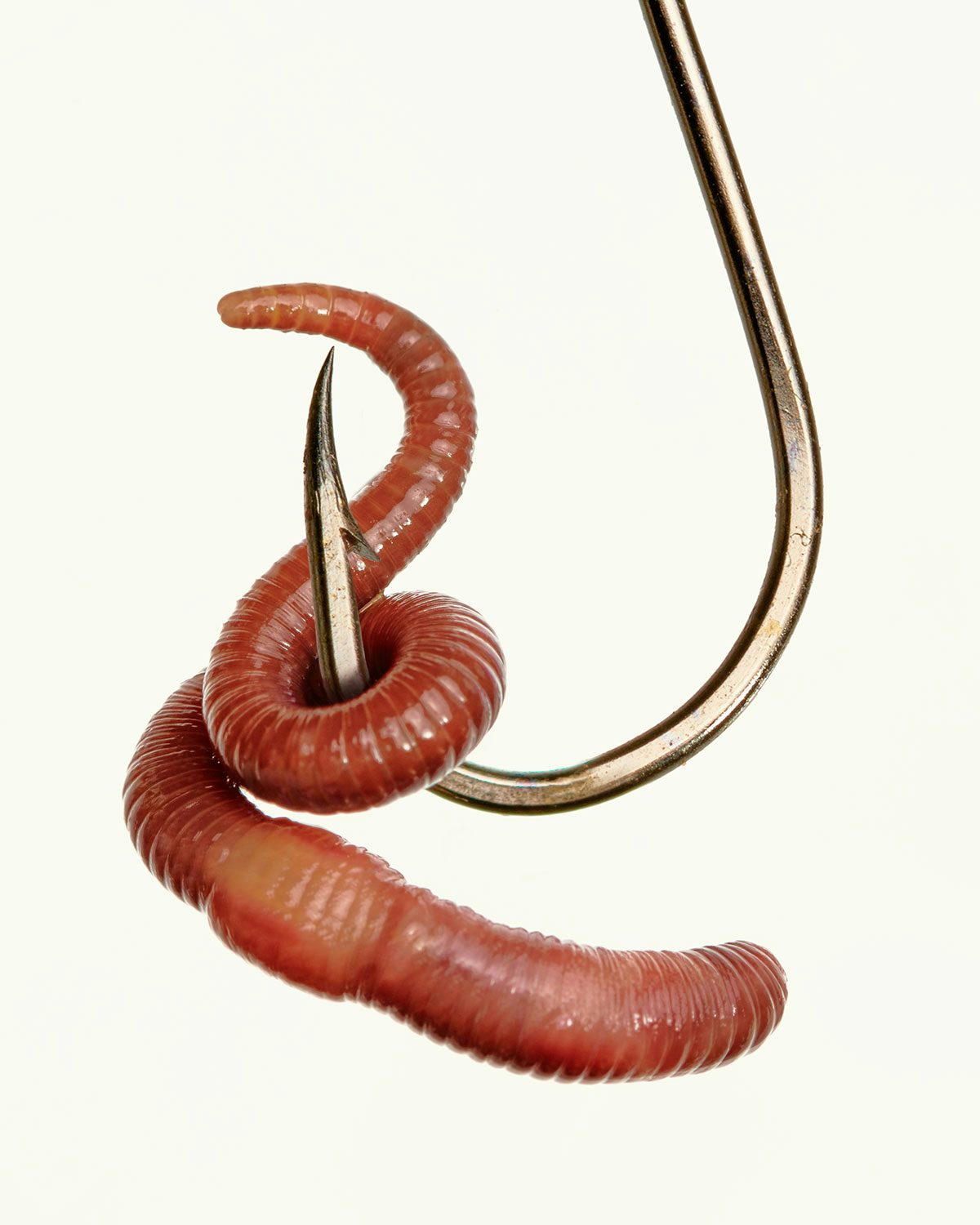A close up image of a worm wrapped around a fish hook
