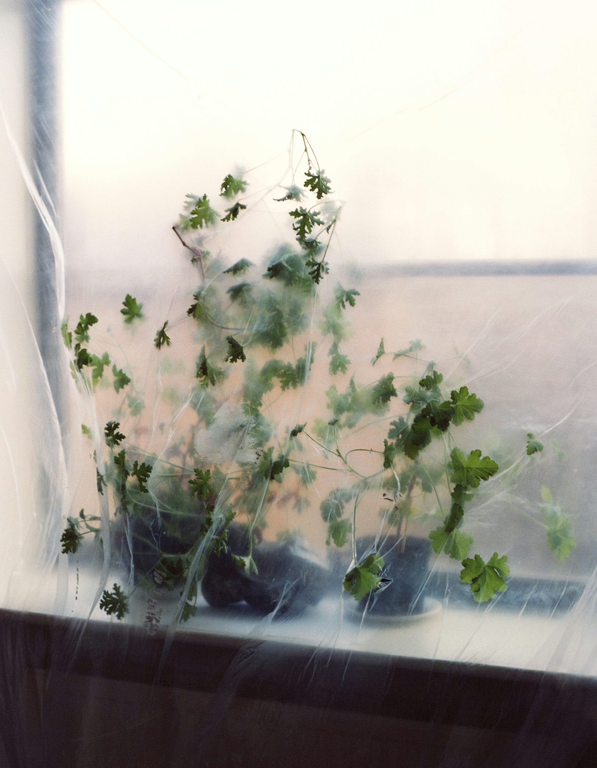 Plants on a windowsill behind a plastic screen