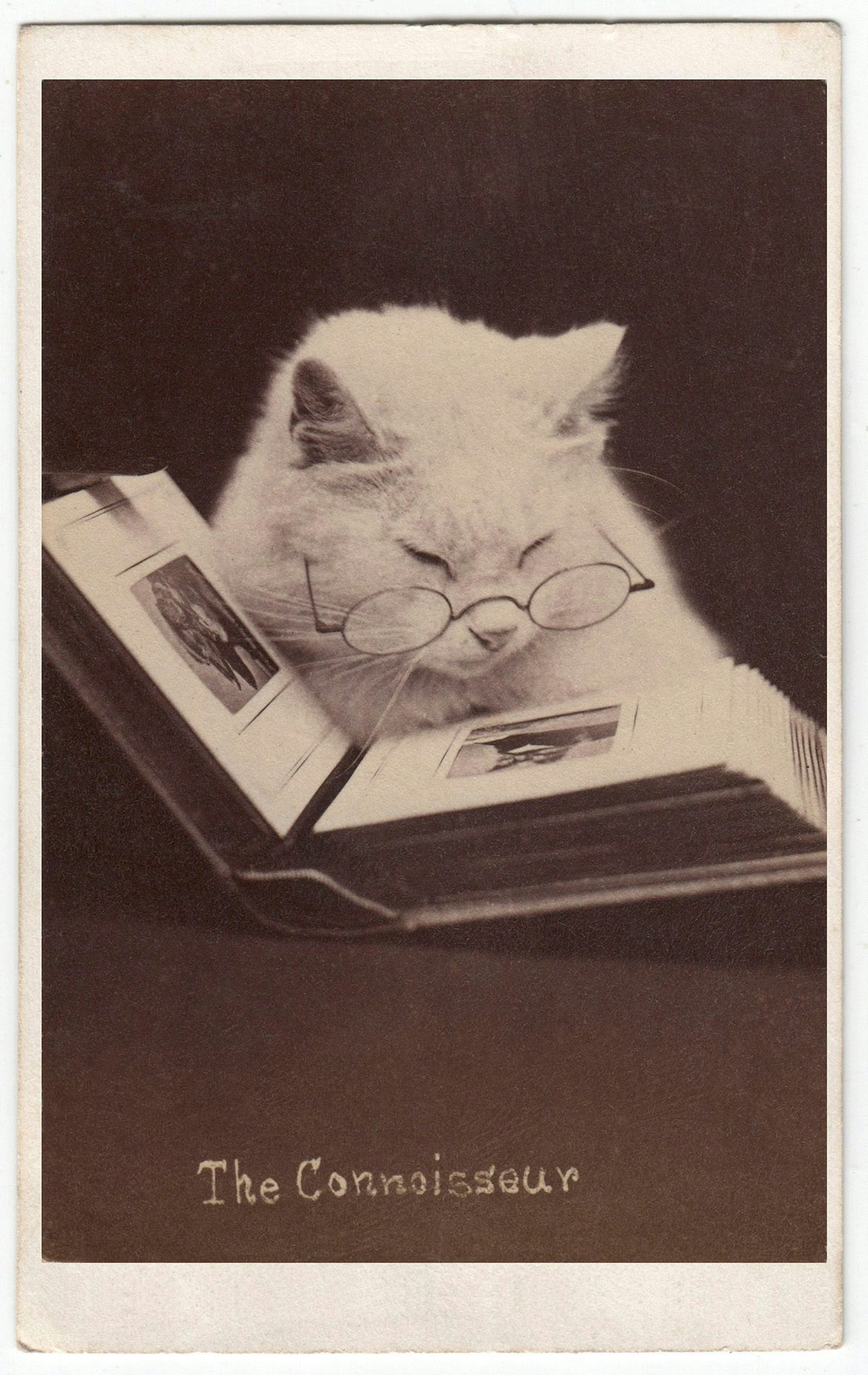 Sepia toned photo of a cat wearing glasses appaering to read a book