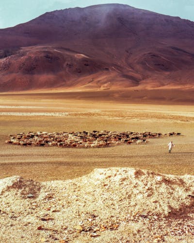 A person herding cattle in a desert in front of a large hill