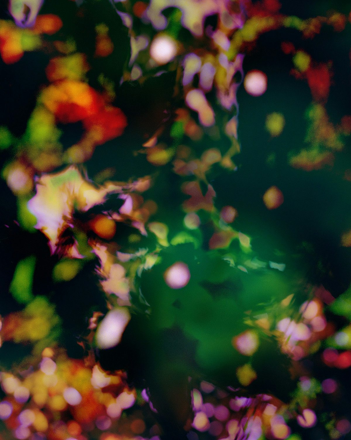 Abstract image of pink and green plantlife