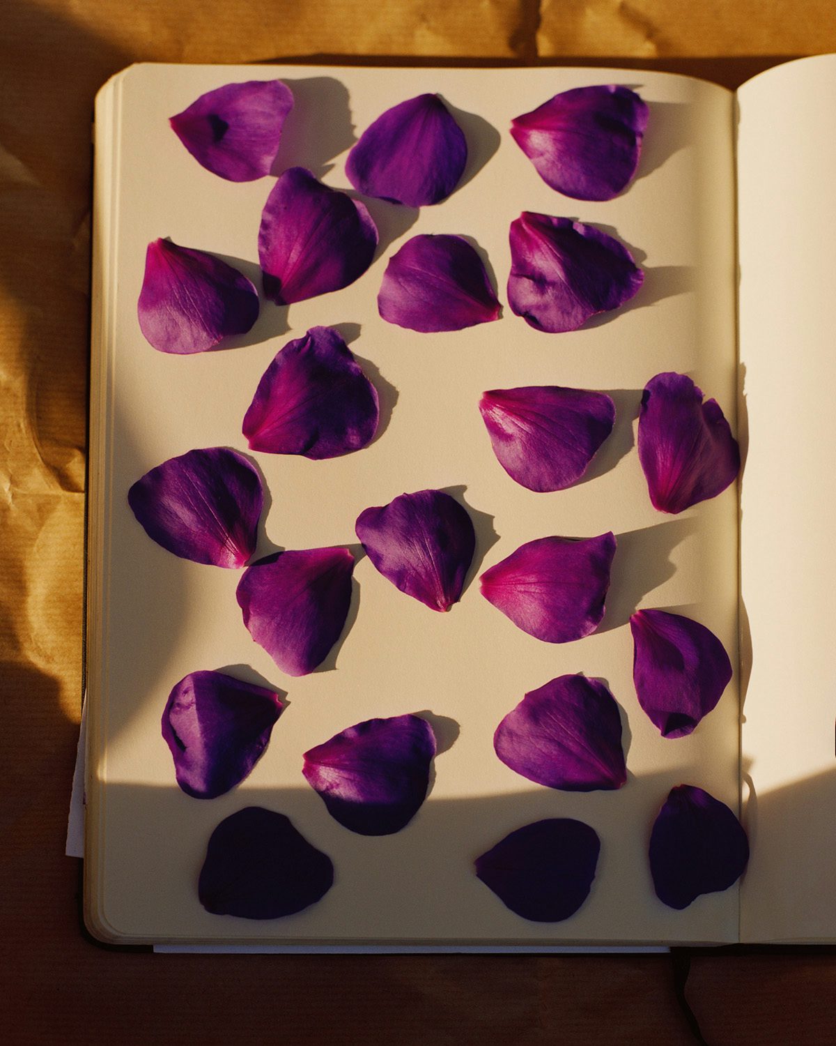 Page of a notebook scattered with purple petals