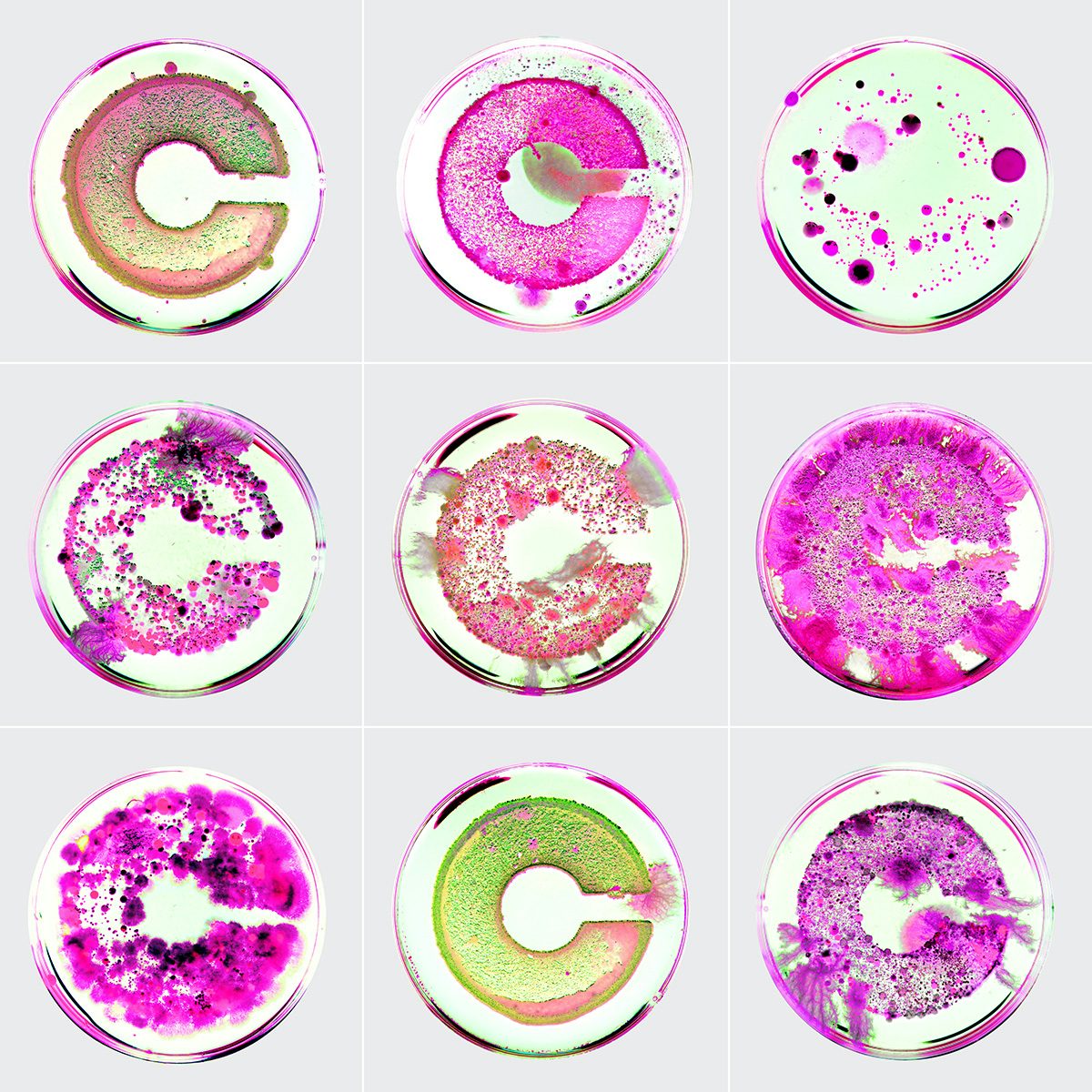A grid of nine petri dishes with the letter 'C' presented in fluorescent green and pink bacteria